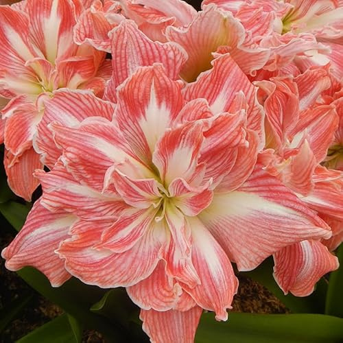 Amaryllis Pretty Nymph® | 1 Stück | Blumenzwiebel | Schnittblume | Topfpflanze | Geeignet für Kübel | Zimmerpflanze | Rot | Weiß | Zwiebelgröße 28/30 | Ritterstern