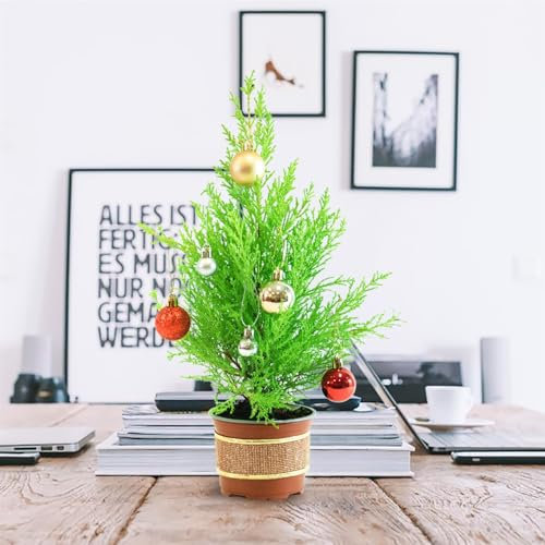 1 Fresh Living Christmas Tree with Decoration Hardy Lemon Cypress Goldcrest Lemon Scented Indoor Outdoor Plant in Pot