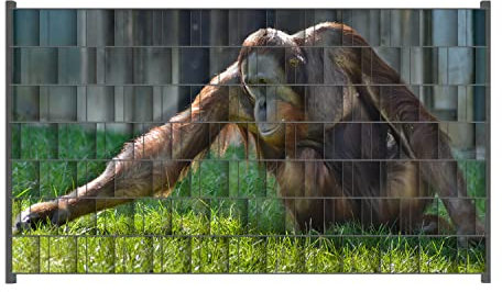 Wallario Zaun Sichtschutz Windschutz für EIN- und Doppelstabmattenzäune in der Größe Breite 2,50m x Höhe 1,40m, Motiv: Sitzender Orang-Utan im Gras