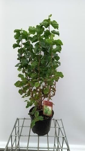 Corylus av. 'Twister' - Korkenzieher-Haselnuss Twister 40-60 cm Container