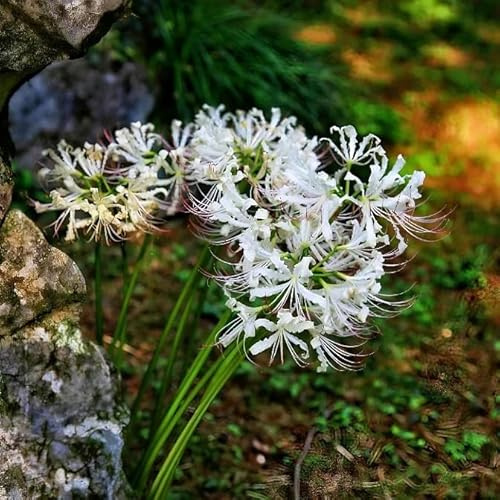 bulbi di giglio ragno - Lycoris radiata - esterno, resistenti balcone 10pcs