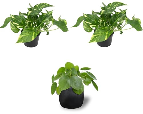 SMPLY. | Pack 3 Plantas Vivas de Interior 2x Potos/Potus/Pothos + 1x Pilea Peperomioides Planta del Dinero Chino | Planta Popular Casa u Oficina | Embalaje Protector y Tierra Húmeda