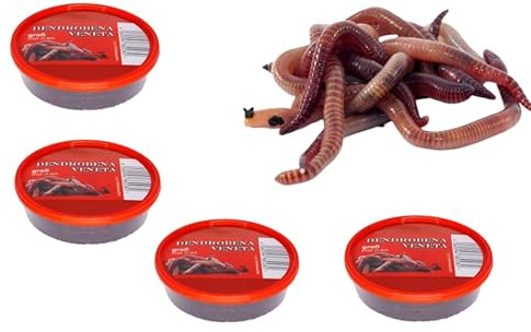 Dendrobena Regenwurm Rotwurm Würmer Groß ca. 60 Stück 4 Dose Lebendfutter, Angelköder, Haustierfutter, Reptilienfutter