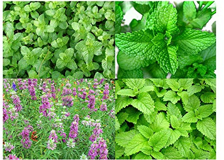 Please Read This is A Mix 100 Mint Mix Seeds 4 Varieties Peppermint, Spearmint, Lemon Mint, Lemon Balm Melissa, Heirloom Non-GMO. The Seeds are Mixed, Mentha Spicata, US Grown