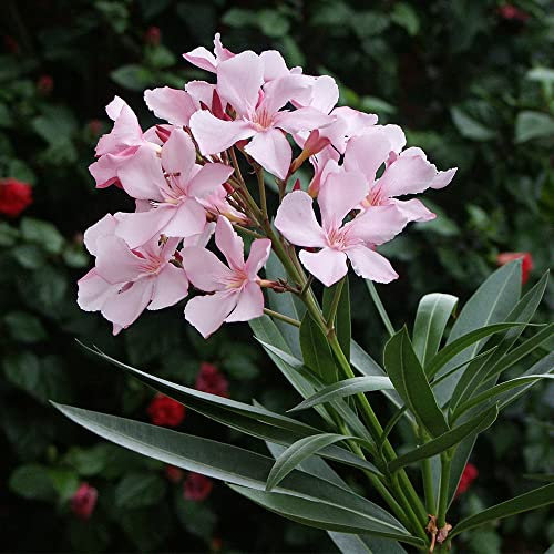 Oleandro a cespuglio Nerium Oleander pianta in vaso ø18 cm COLORI CASUALI