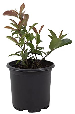 Red Tip Photinia Plants Live Plant Outdoor Plants, Live Plants in Planters for Outdoor Garden Decor, Red Plant Flowering Shrubs Privacy Trees, Live Potted Plants Live Trees Hedge by Plants for Pets