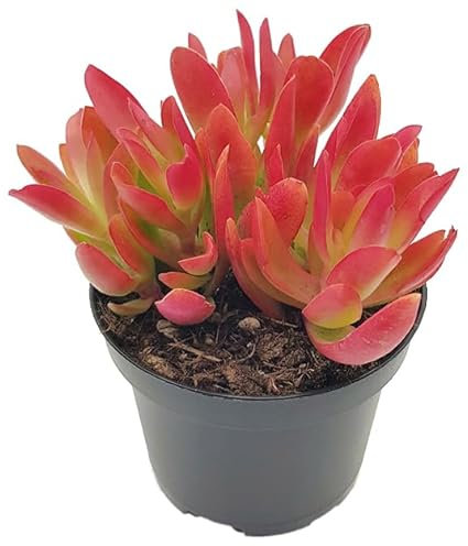 Fangblatt - Crassula capitella Campfire - feuriges Dickblatt - außergewöhnliche Sukkulente - pflegeleichte Zimmerpflanze