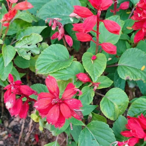 Semi di salvia del fuoco - estivi resistenti per giardini rocciosi esotico semi di balcone rialzata biologica decorazioni 600pcs