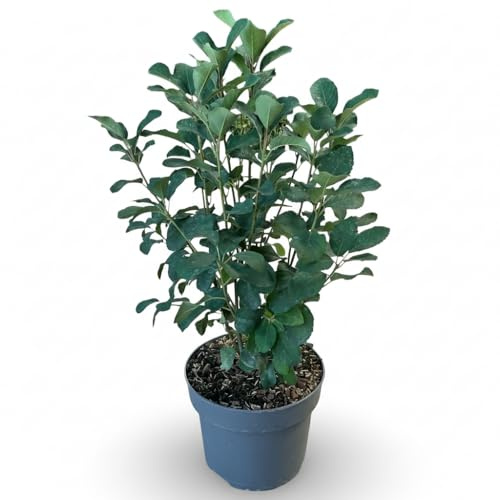 Felsenbirne Amelanchier alnifolia Obelisk 40-60 cm winterhart Heckenpflanze | Saeulenform, essbare Beeren, Bienenweide, sonniger bis halbschattiger Standort, schnittvertraeglich, ideal fuer schmale Beete