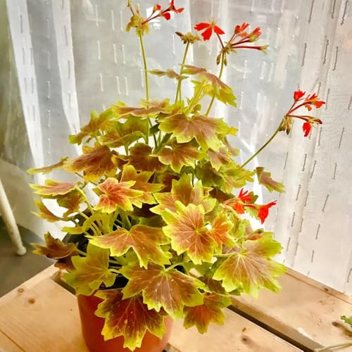geranien hängend - pelargonium - gartendeko für draußen kräuterpflanzen bodendecker blumensamen mehrjährig winterhart frühlingsblume winterharte kübelpflanzen seltene zimmerpflanzen 400samen