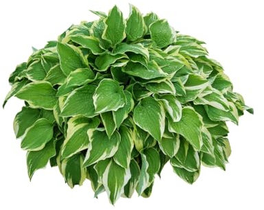 Hosta Plants, 'Fragrant Bouquet', 1 x Full Plant in 1 Litre Pot, Hosta, Garden Ready and Ready to Plant, Premium Quality Plants