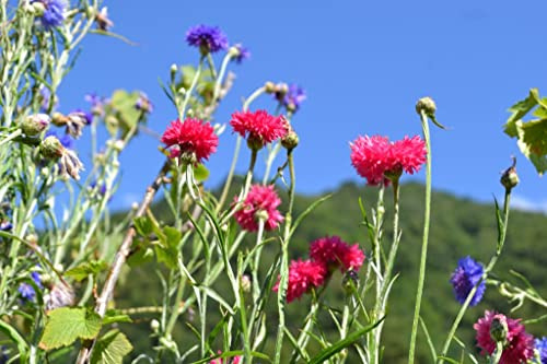1000 Kornblumen Samen ROTE Kornblume Centaurea cyanus Blumenwiese Bienenweide Wildblume Blume