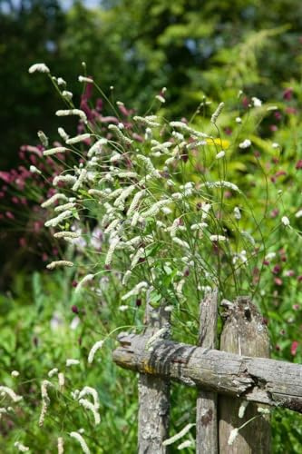 Sanguisorba tenuifolia 11x11 cm Topf – Winterhart, Mehrjährig, Pflegeleicht – Japanischer Wiesenknopf – Staude für Beet & Rabatte
