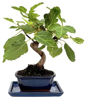 I GIARDINI DI GIULIA - Bonsai Ficus Carica 7 Anni in Vaso di Ceramica con Sottovaso | Pianta Vera Fruttifera da Interno ed Esterno | Fogliame Palmato e Radici Aeree in Formazione | Frutti Ornamentali