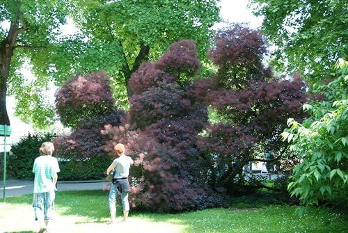 Perückenstrauch Cotinus, rotblättriger Zierstrauch mit rosa Blütenwuscheln 40-60
