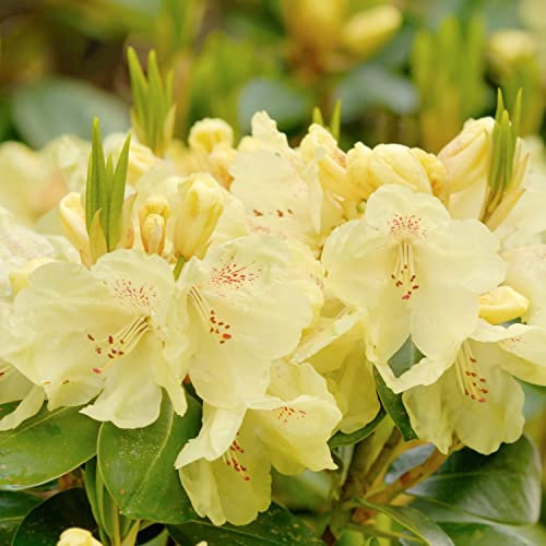 Rhododendron Plant 'Swift' Dwarf Evergreen Rhododendron Yellow Blooms Hardy Shrub Easy to Grow Your Own Outdoor Garden Flower Plants 1x 3-Litre Potted Plant by Suttons (1 x 3 Litre Pot)