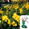 1 x Rosa Hypericum Hidcote – Yellow Shrub Rose, RHS Award-Winning, Compact 1m Height, Fragrant Yellow Blooms for Borders & Hedges- When Only The Best Will Do - Top Grade “A” Roses