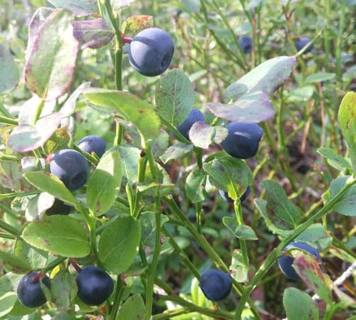 Heidelbeere Blaubeere Vaccinium 'Blue Crop' 30-40 cm Obst winterhart Freilandaufzucht
