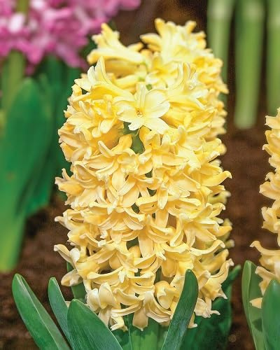 New Fresh 80pcs Hyacinth Flower Seeds