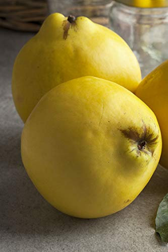 Albero di Cotogno Albero di Cydonia Oblonga pianta di mela cotogna Età 2 anni già innestato pianta in vaso pianta vera di cotogno venduta da eGarden.store (Mela Cotogna)