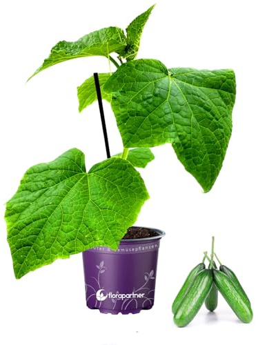 Veredelte Mini Snackgurken Mineros Cucumis sativus