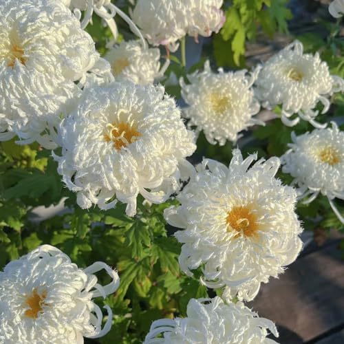 Crisantemi rampicanti serre da balcone da giardino in vaso tappezzanti rialzata rampicante rara Aiule rialzate per il giardino roccioso 550semi