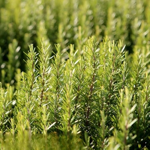 Rosemary - 50 Seeds + Freebie + Plant Tag - Rosemarinus officinalis