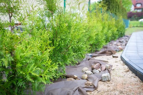10 Thuja Brabant 40-60cm | Immergrüne Heckenpflanze schnellwachsend | Sichtschutz Lebensbaum winterhart | sofort pflanzbar
