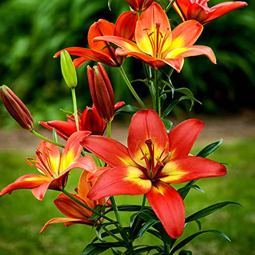 5x Blumenzwiebeln Asiatische Edel Lilie Forever Linda rot-gelb *RARITÄT* 100cm