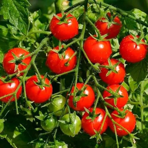 Cherry Tomaten - zwergobstbäume winterhart seltene obstgarten gemüsesamen gemüsepflanzen obstsamen balkongewächshäuser alte sorten säulenobst 160Samen