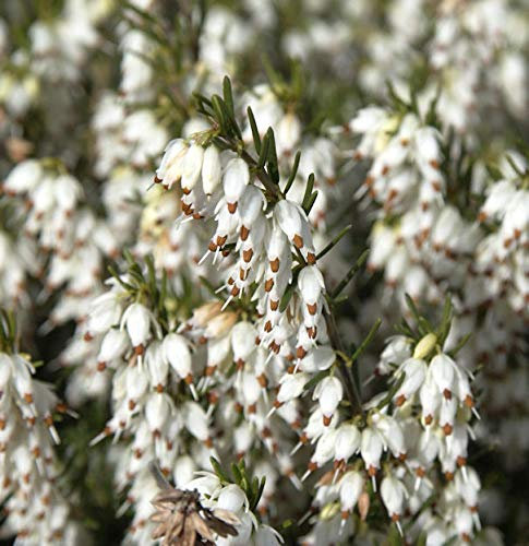 10x Englische Heide White Perfektion - Erica darleyensis - lebende Gartenpflanze aus den Baumschulen