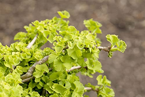 Zwerg-Ginkgo Ginkgo biloba Chris Dwarf 25-30 cm Kübelpflanze winterhart | Langsam wachsend, ideal für Kübel, sonnig bis halbschattig, dekoratives Laub, robust, für Terrasse und Balkon geeignet