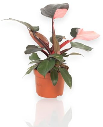 GARDENARIA - Philodendron pink princess, pianta vera da interno, altezza 25-35 cm, foglie rosa e verde scuro, facile da curare, pianta tropicale