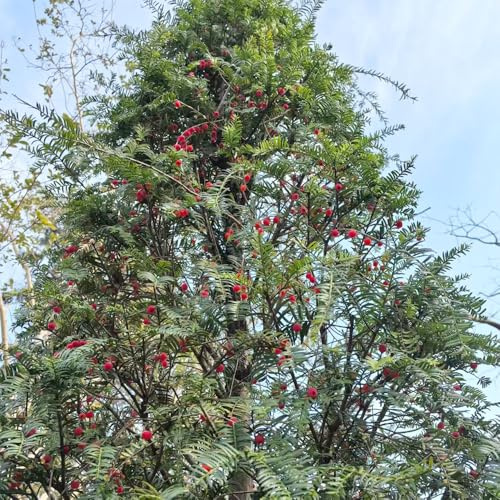 Semi di Taxus baccata, verdi resistenti resistenti esterno in vaso esotico giardino ornamentale, resistente sostenibili per appassionati 300pcs