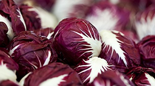 Radicchio (Chicory) Seeds- Verona Red- 500+ Seeds by Ohio Heirloom Seeds