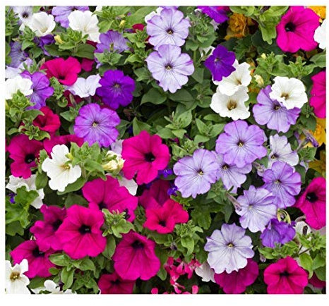PREMIER SEEDS DIRECT - Petunia Seeds - Balcony Mix (Trailing) (0.6 Grams - 4800 Seeds)