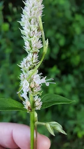 Giant Hyssop Bianco - 1200 semi - Agastache Mexicana - Fiore perenne - NPWS