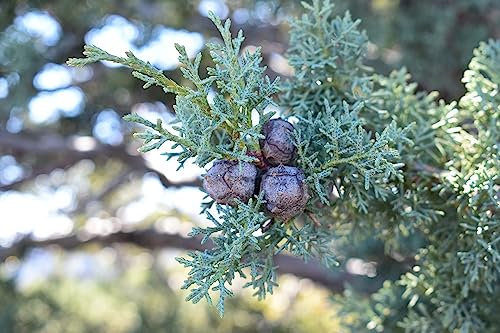 40 Semillas de Ciprés de Arizona, Ciprés azul (Cupressus Arizonica)