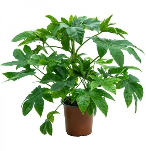 Aralia Japonica Planta Natural de Interior muy Resistentes