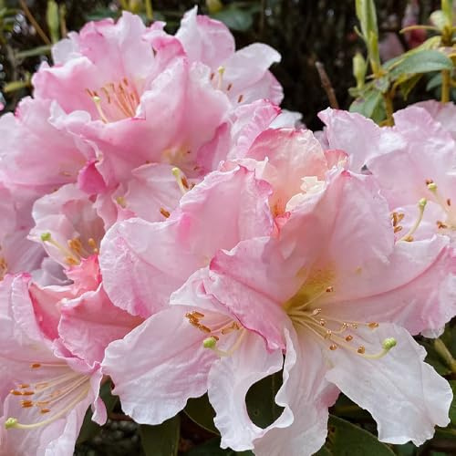 Semillas de azalea, resistentes para el jardín de rododendro resistente Semillas de perennes resistentes para balcones 500pcs