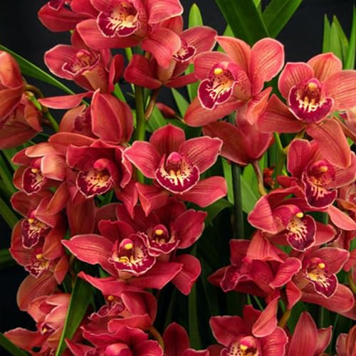 Cymbidium,Vari Colori,perenni,splendente e vivace,Ambiente Paesaggistico,Decorazione del giardino.-5Cymbidium pezzo-D