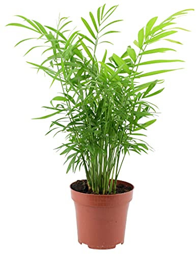 Houseplant Chamaedora Elegans in 12cm Pot - Live Plants By Post. Evergreen Indoor Potted Plant. Easy to Maintain. Known for Excellent Air Purifying Qualities So You Can Breathe Better.