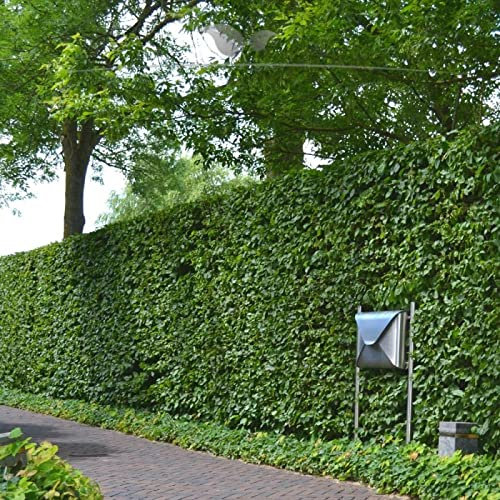 Gardline - Rotbuche Fagus sylvatica 150-175cm IM TOPF.3-200 Buchen Hecke: Sichtschutz Hecke - 5 St. (ca. 1,5 Meter)