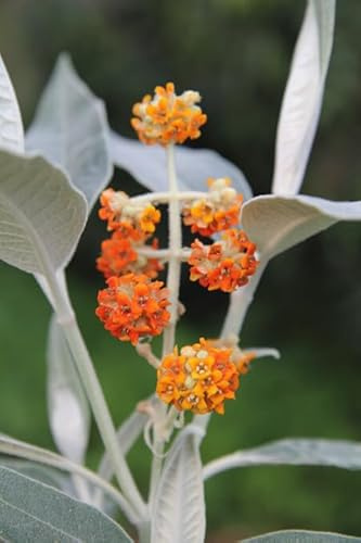 Planta Buddleja Florero 18 CM Árbol De La Mariposa (Foto Real) Colores Mezclar (Mpn: Megalocephala