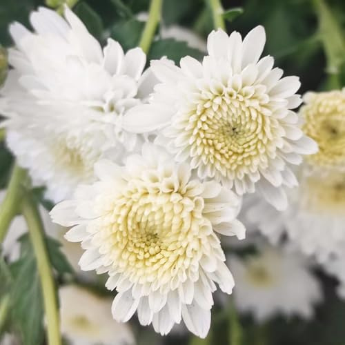 Crisantemi in vaso rampicanti rampicante rara serre da balcone Aiule rialzate per il giardino balcone serra interna recisi da decorazioni 250semi