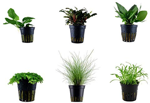 Tropica Vordergrund Set mit 6 Topf Pflanzen Aquariumpflanzenset Nr.21 Wasserpflanzen Aquarium Aquariumpflanzen