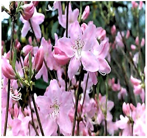 avec graines d'Azalée Royale Rhododendron schlippenbachii Paquet de 100 graines