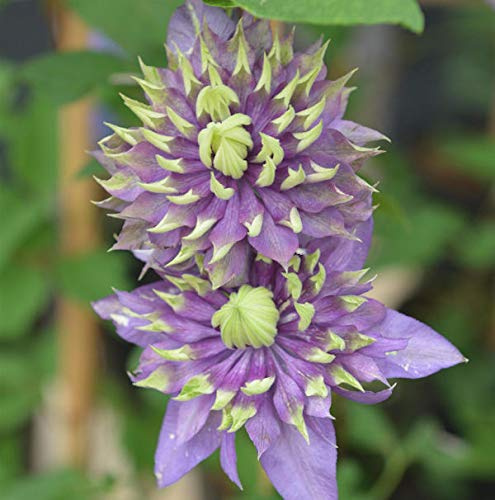 Waldrebe Taiga® 60-80cm - Clematis - lebende Gartenpflanze aus den Baumschulen