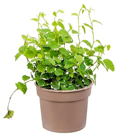 Ficus Pumila Natural - Higuera Trepadora para Exterior de Poco Riego