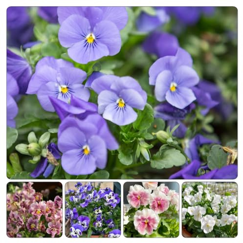 viola cornuta - giardino balcone semi al coperto giardino decorazione decorazione 1200pcs